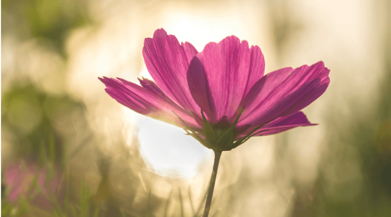 Como a cor púrpura pode te ajudar a trazer mais sucesso, amor e riqueza