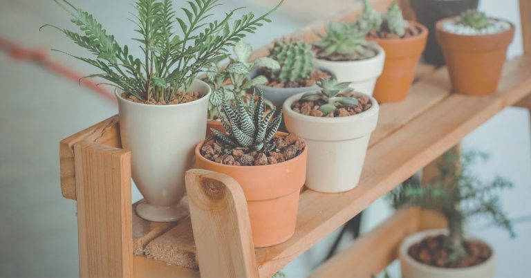 Plantas para serem usadas com sabedoria, de acordo com o Feng Shui